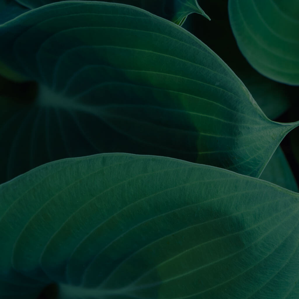 Lush green large leaves