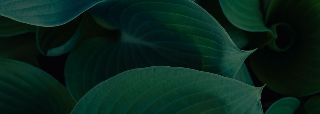 Lush green large leaves